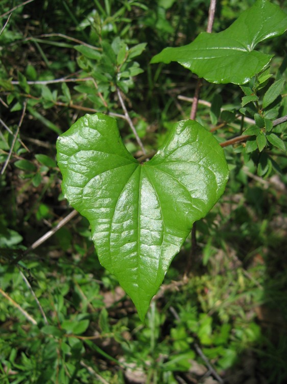 Tamus communis
